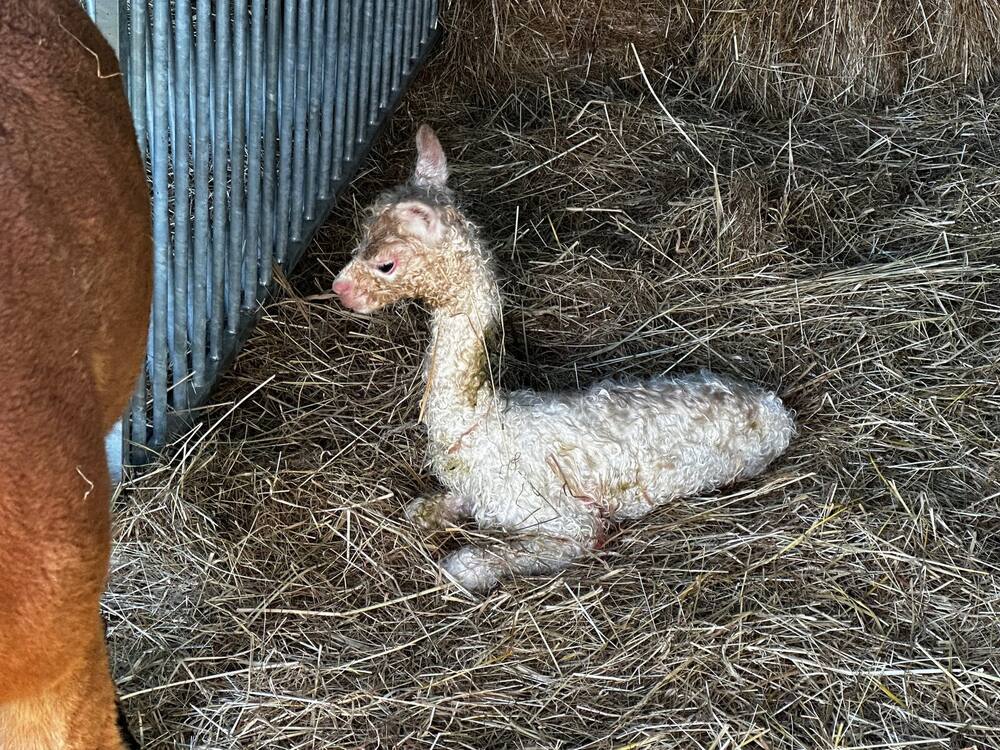 Nouveau-né alpaga (cria) sur un lit de paille sèche dans l'abri de mise-bas